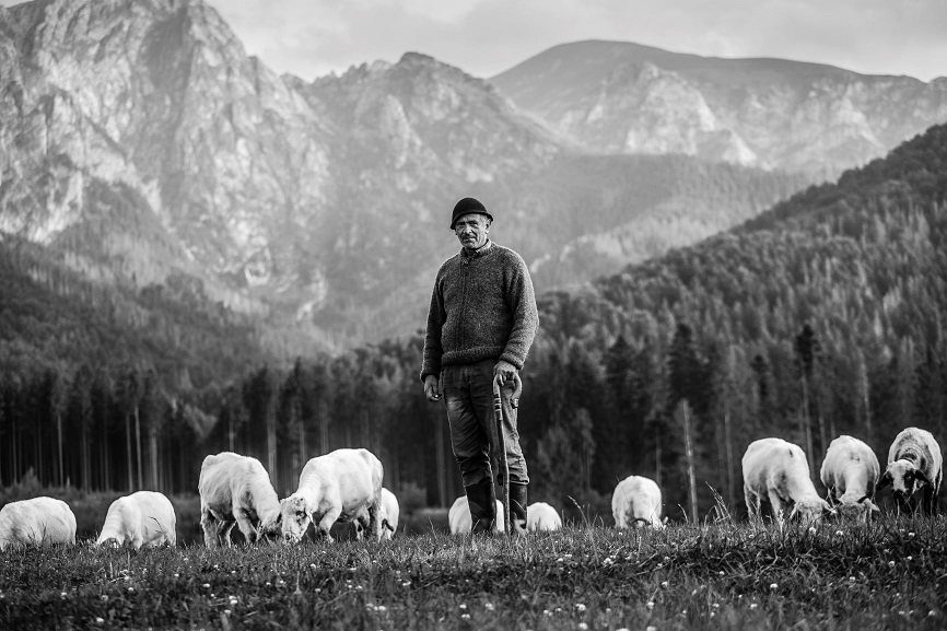 PPietrzak Owce zajadaj ostatnie dba trawy pod Giewontem katwiekdorocli2